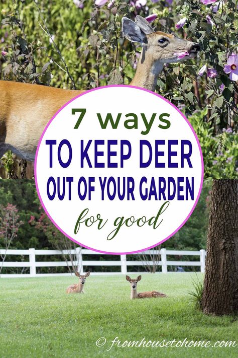 Having problems with deer eating all of your favorite plants and vegetables? Learn the best ways to keep deer out of your garden for good. #fromhousetohome #gardeningtips #gardenideas #deer #deerresistant #gardenpests #perennialgarden Protecting Trees From Deer, Protect Garden From Deer, Keeping Deer Out Of Garden, Plants That Deter Deer, Keeping Deer From Eating Plants, Plants Deer Hate, Deer Repellant, Deer Proof, Deer Resistant Garden