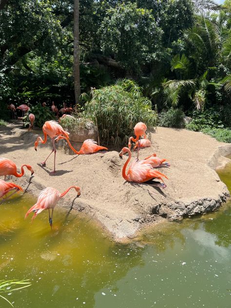 Vienna Zoo, Island Holiday, Caribbean Islands, Archipelago, Vienna, Flamingo, Hot Pink, Cute Animals, Animals