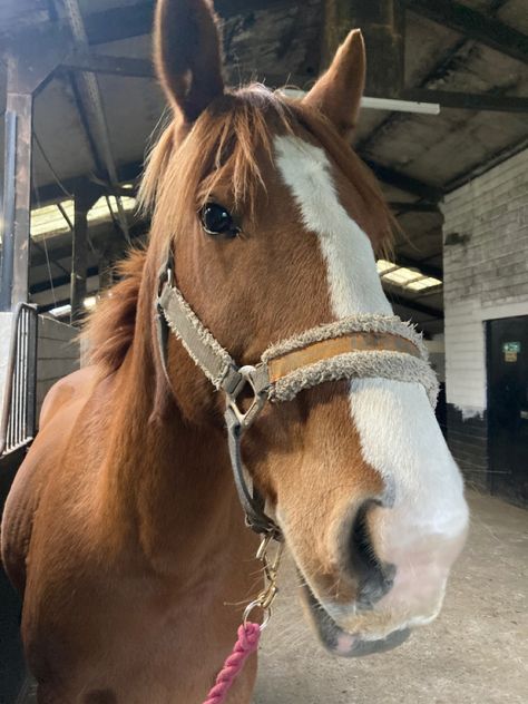 Irish Draught Horse, Irish Draft Horse, Pole Bending, Chestnut Mare, Cute Horse Pictures, Orange Coat, Dream Horse, Chestnut Horse, Barrel Racing