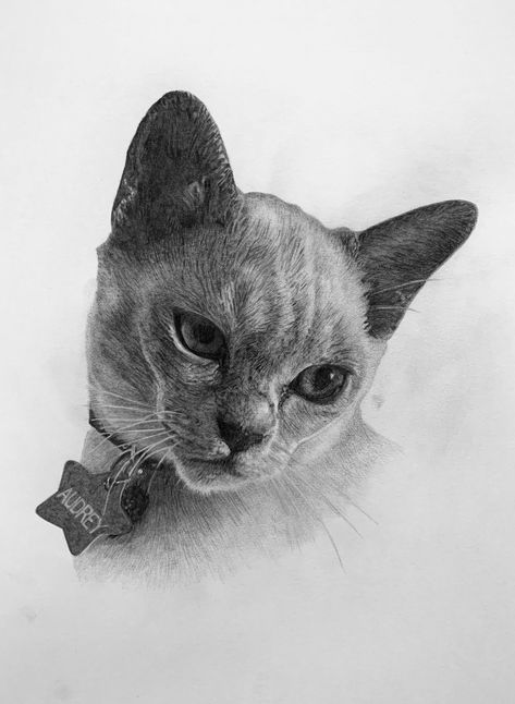 Cat graphite pencil drawing. Custom pet portrait. Cat drawing #pencilart #portraitpet #animalart Cat Graphite Drawing, Realistic Cat Drawing, Adult Drawing, Jesus Art Drawing, Black Cat Drawing, Portraits Drawing, Pencil Portraits, Pencil Drawings Of Animals, Cat Drawings