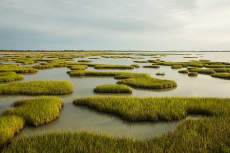 Pristine piece of Texas coast becoming a state park Felix Candela, World Wetlands Day, Wetland Park, Texas Coast, Sea Level Rise, Oil Spill, Nature Conservation, Landscape Architecture, Mother Nature