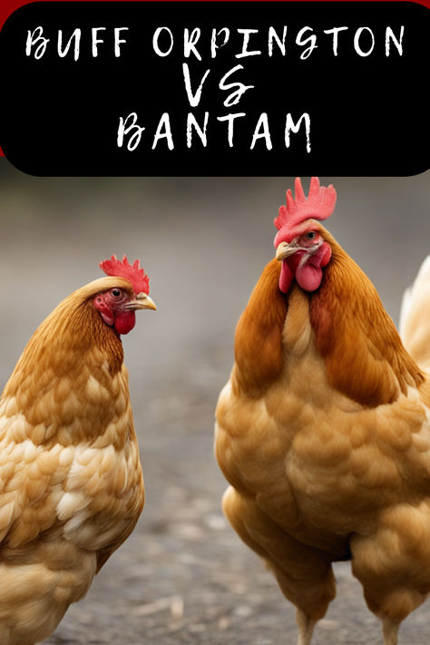 Big Bird Or Mini Marvel? 🐔🔍 "Buff Orpington Vs Bantam" - dive into the details and decide which feathered friend fits your coop dreams. Click for a fluffy read on these clucking contrasts! #BuffOrpingtonVsBantam #ChickenBreedBattle #PoultryProfiles #BackyardChickens #FeatheredFaceoff #HenHouseChoice #CoopCompanions #FarmFowl #EggLayingLifestyle #ChookChart #OrpingtonOrBantam #FeatheredComparison #CountryBirds #BantamBenefits #BuffBeauty #MiniatureMarvels #RuralRundown #FlockFacts Bantam Chicken Coop, Buff Orpingtons, Buff Orpington Chickens, Buff Orpington, Bantam Chickens, Chicken Eating, Backyard Flocks, Egg Laying, Chicken Breeds