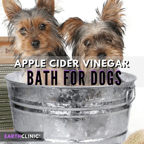 An apple cider vinegar bath is an inexpensive and simple natural remedy for many dog skin problems like fleas, hot spots, mange, itchy skin, yeast infections and dermatitis. ACV acts as an anti-inflammatory when dog skin is plagued with bites, welts, or inflammation. Apple Cider Vinegar Dogs, Yeast In Dogs, Vinegar Bath, Apple Cider Vinegar Bath, Diy Dog Shampoo, Dog Skin Allergies, Apple Cider Vinegar Remedies, Dog Skin Problem, Meds For Dogs