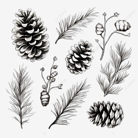 hand drawn set with christmas elements pine cones and branches pine cone pinecone png Pine Cone Drawing Step By Step, Pinecone Tattoo, Pine Cone Drawing, Merry Chrysler, Flower Reference, Nature Pattern, Christmas Elements, Luxury Restaurant, Transparent Image