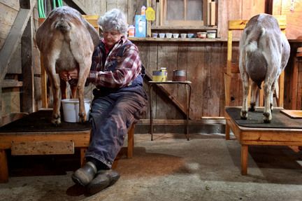 Marge Perrin and nubian goats  love these milking stands! Milk Room Goat, Goat Milking Parlor Ideas, Goat Milking Parlor, Milk Parlor, Goat Shelters, Milking Parlor, Homesteading Inspiration, Nubian Village, Nubian Goats