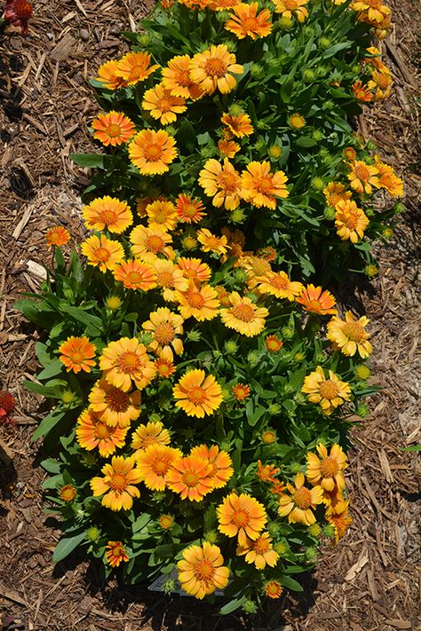 Click to view a full-size photo of SpinTop Mango Blanket Flower (Gaillardia aristata 'SpinTop Mango') at Longfellow's Greenhouses Blanket Flower Tattoo, Blanket Flower Drawing, Indian Blanket Flower Painting, Gaillardia Arizona Apricot, Indian Blanket Flower, Low Water Gardening, Full Size Photo, Spinning Top, Plant Guide