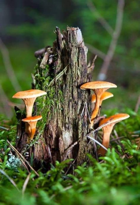 Mushroom Pictures, Forest Plants, Mushroom Fungi, Forest Floor, Wild Mushrooms, Mushroom Art, Tree Stump, Nature Aesthetic, Botanical Illustration