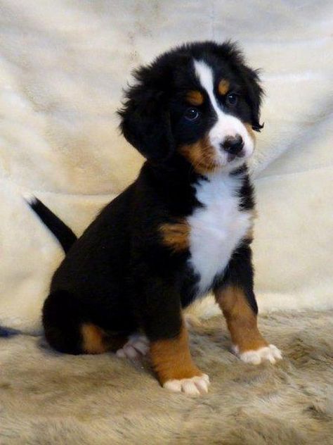 berner sennen Berner Puppies, Swiss Mountain Dogs, Cutest Dogs, Puppies And Kitties, Mountain Dog, Bernese Mountain, Bernese Mountain Dog, Mountain Dogs, Service Dogs