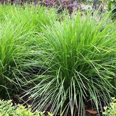 Lomandra Longifolia, Seed Raising, Small Yellow Flowers, Seed Pack, Plant Spacing, Flower Spike, Hardy Plants, Green Flower, Seed Starting