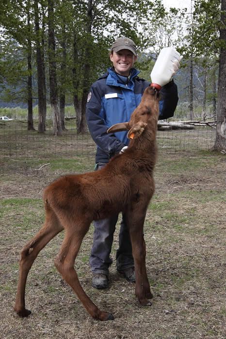 Vet School Motivation, Wildlife Biology, Moose Pictures, Cold Lake, Alaska Wildlife, Wildlife Biologist, Vet Medicine, Wildlife Rehabilitation, Vet School