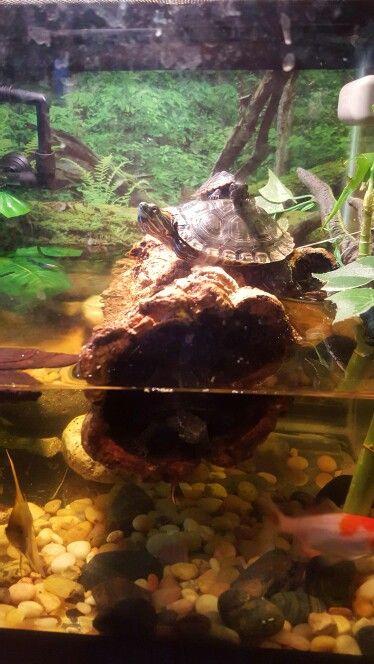 Love conquers all ♡ our red eared slider lovingly adopted our mini musk turtles as her own. ♡ Musk Turtle, Slider Turtle, Red Eared Slider, Pet Turtle, Love Conquers All, Cute Turtles, Beautiful Creatures, Turtles, Reptiles