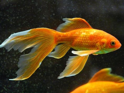 Veiltail, Fish, Goldfish, Swim, Aquarium Veiltail Goldfish, Common Goldfish, Comet Goldfish, Fantail Goldfish, Modern Gardens, Middle Names, Orange Fish, Golden Fish, Tropical Gardens