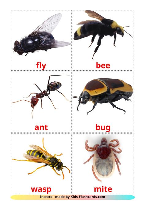 Insects - 23 Free Printable english Flashcards Insect Flashcards, Insects Images, Insect Cards, Insect Pictures, Insects For Kids, English Flashcards, Insects Names, Insects Preschool, Pictures Of Insects