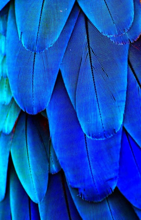 royal blue Macaw Feathers, Foto Macro, Blue Feather, Feeling Blue, Jolie Photo, Love Blue, Patterns In Nature, Color Textures, Something Blue