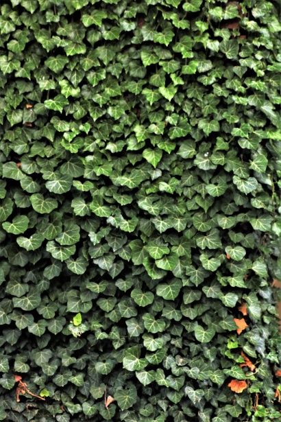 Ivy On Wall, Ivy Background, Robot Drawings, Green Academia, Ivy Wall, Pantone Colour Palettes, Building Illustration, Green Ivy, Brick Wallpaper