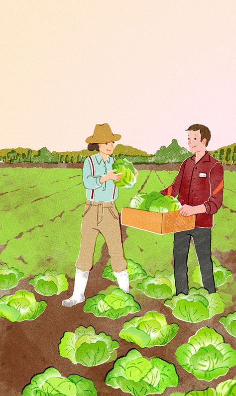 Lettuce Harvest | HifuMiyo Illustration Market Illustration Drawing, Harvesting Illustration, Lettuce Illustration, Farming Illustration, Harvest Illustration, Harvest Painting, Garden Illustrations, Farm Illustration, Garden Illustration