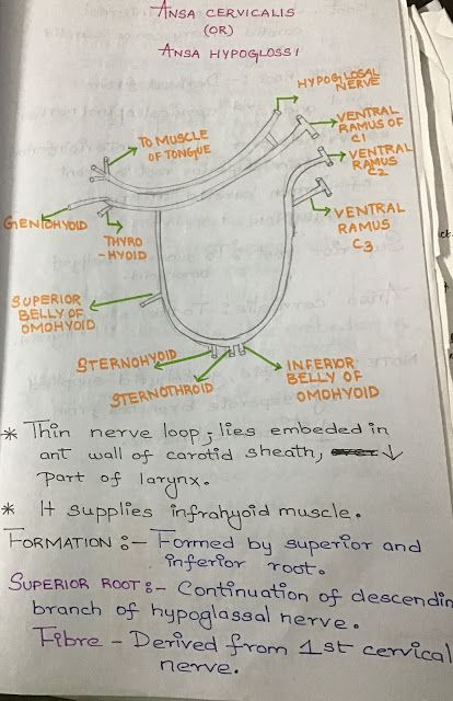 ANSA CERVICALIS : ANATOMY NOTES LEARN IT EASY WITH STENCILDENT Anatomy Easy Learning, Dental Anatomy Notes, Dentist Notes, Cervical Plexus, Study Mindset, Simplified Anatomy, Dental Notes, Doctor Motivation, Nerve Structure