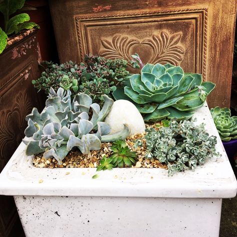 Mini Belfast sink with succulents and alpines Belfast Sink, Picnic Ideas, Belfast, Container Gardening