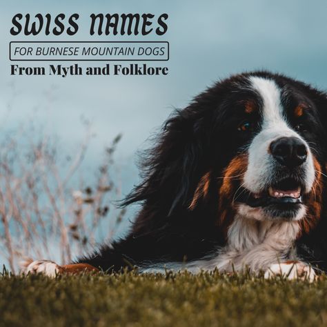 Looking for a traditional Swiss name for your Bernese Mountain Dog or puppy? All of the names in this article come from Swiss folklore, culture, history, and mythology. Bernese Mountain Dog Names, Dog Hip Dysplasia, Burnese Mountain Dog, Burmese Mountain Dogs, Bernese Mountain Dogs, Dog In Heat, Bernese Mountain Dog Puppy, Greater Swiss Mountain Dog, Swiss Mountain Dogs