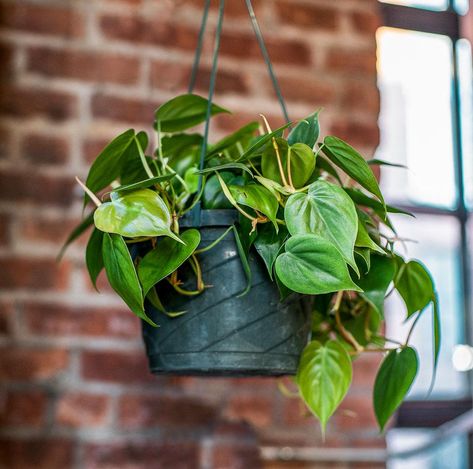 Trailing Philodendron, Philodendron Cordatum, Plant Stick, Plantas Interior, Plant Inspiration, Self Watering Containers, Heart Leaf Philodendron, Merritt Island, Soil Layers