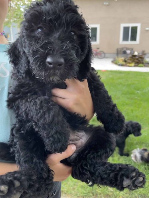 Double Doodle Mini Sheepadoodle, Types Of Families, Double Doodle Puppies, Miniature Poodles, Double Doodle, Doodle Puppy, English Sheepdog, Old English Sheepdog, Miniature Poodle