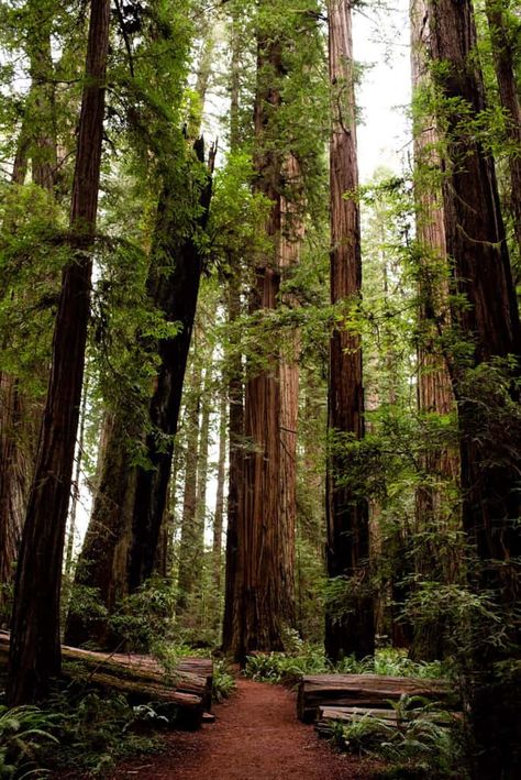 Exploring Redwood National and State Parks: The best things to do! Sequoia Aesthetic, Redwoods Wallpaper, Redwoods Aesthetic, Redwood Aesthetic, Red Wood Forest, Explorer Aesthetic, Redwoods National Park, Red Woods, Redwood National And State Parks