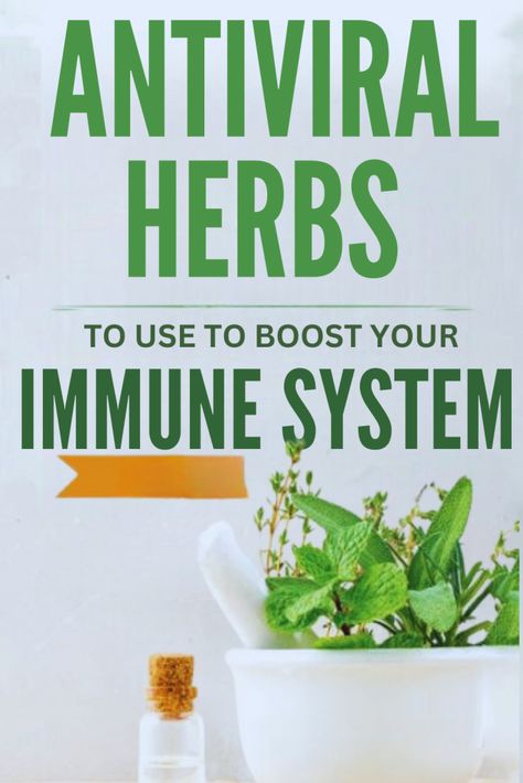 Herbs are great for your immune system. Here are the 10 herbs that will keep you healthy and fit. #herbs #immunity Natural Healing Remedies Immune System, Herbs To Boost Immune System, Herbal Remedies Recipes Immune System, Herbs For Colds Immune System, Best Natural Immune Boosters, Herbs For Immunity, Antiviral Herbs, Healthy And Fit, A Pill