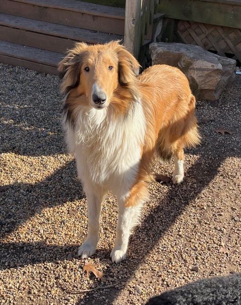 Available for Adoption - Collie Rescue, Inc Rough Collie Puppy, Scotch Collie, Rough Collies, Collie Puppies, Ideal World, Dogs For Adoption, Dog List, First Come First Serve, Rough Collie