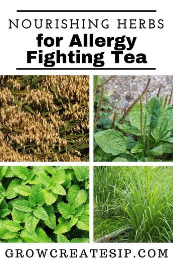 Get information on Nourishing Herbs for Allergy Fighting Tea. These are the herbs that give our body a bit more nutrition or support some of the primary herbs in the blend and help them to do their job better. Oats, in general, are nourishing for the nervous system. Oat straw is a great source of calcium, which helps to grow strong bones, hair, and nails. It helps to strengthen your immunity and helps to build up your energy. Oat straw is high in many vitamins and minerals, including vitamins A, D, E, magnesium, zinc, and silicon, making them an excellent nourishing herb for this part of our recipe. Herbs For Allergies, How To Boost Your Immune System, Oat Straw, Herbal Medicine Recipes, Allergy Season, More Nutrition, Health And Fitness Magazine, Itchy Eyes, Natural Antibiotics