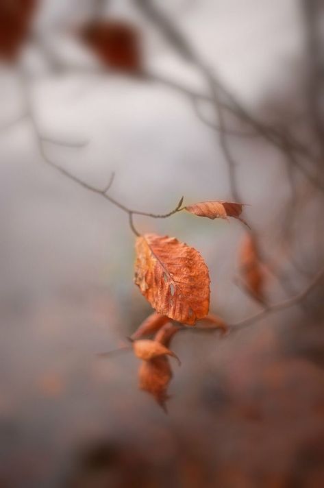 Direction In Life, Live Intentionally, The Last Leaf, Sense Of Purpose, Autumn Rose, Autumn Beauty, 4 Seasons, Autumn Aesthetic, Mellow Yellow