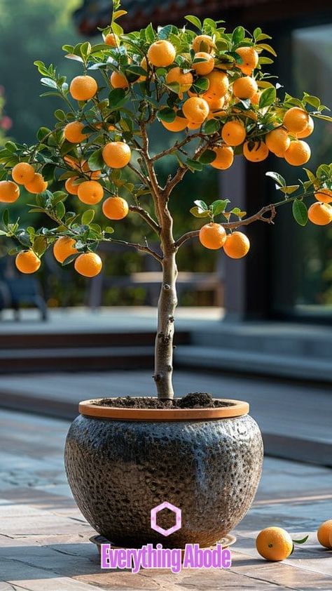 How to Grow an Orange Tree in a Container Pot Grapefruit Tree In Pot, Potted Orange Tree, Orange Tree In Pot, Nail Designs Orange, Orange Nails Acrylic, Cherry Fruit Tree, Nail Orange, Dreamy Gardens, Grapefruit Tree