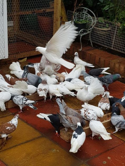 Pigeons - All different types For Sale in Walthamstow, London, Waltham Forest | Preloved Walthamstow London, Forever Home, Classified Ads, An Animal, Pigeon, Different Types, The Uk, Forest, Birds