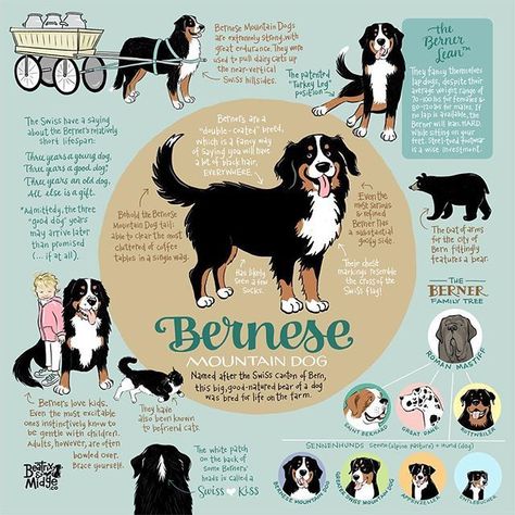 Dog Infographic, Mountain Dog, Dog Obedience, Bernese Mountain, Dog Training Obedience, Memes Humor, Dog Pillow, Bernese Mountain Dog, Mountain Dogs