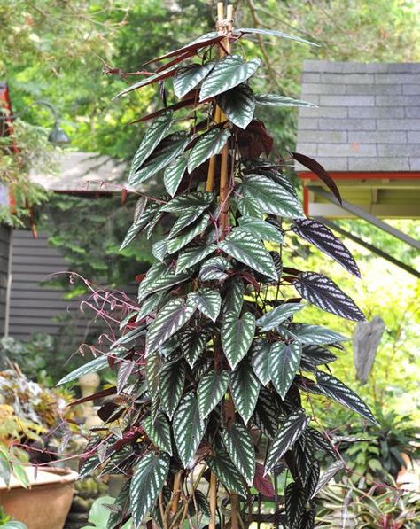 the rex begonia vine, cissus discolor Indoor Climbing Plants, Rex Begonia, August Garden, Garden Mall, Moss Plant, Garden Vines, Overwintering, Starter Plants, Ornamental Plants