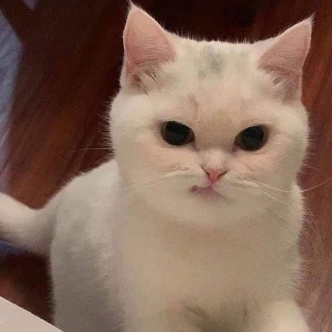 Angry Cat, Kitty, Funny, White, Instagram