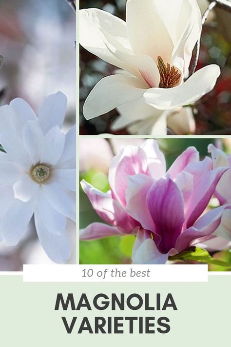 There is a magnolia tree for every garden, big or small. Find out which one will suit your garden best with our roundup of the top 10 best magnolia trees.   #magnoliatree #magnoliaflower Star Magnolia Tree, Small Magnolia Tree, Magnolia Tree Front Yard, Magnolia Tree Types, Magnolia Tree Landscaping, Pollinator Flowers, Japanese Magnolia Tree, White Magnolia Tree, Magnolia Bush