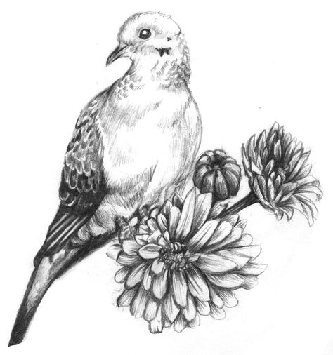 Mourning Dove Tattoo Mourning dove tattoo Dove Hunting Tattoo, Morning Dove Drawing, Morning Dove Tattoo, Dove Illustrations, Dove Sketches, White Dove Tattoos, Van Gogh Tattoo, Morning Dove, Dove Drawing