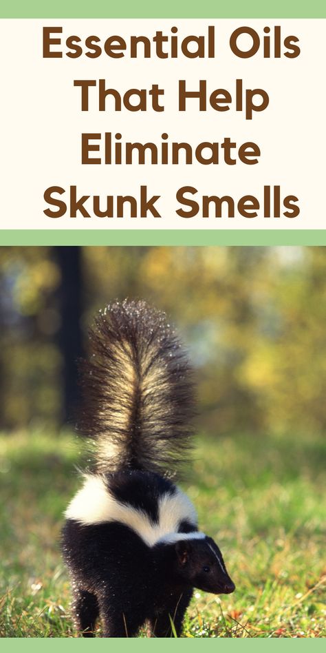 Skunk Spray Remedy, Skunk Smell In House, Skunk Smell Remover, Dog Sprayed By Skunk, Skunk Repellent, Dog Skunk, Getting Rid Of Skunks, Skunk Spray, Skunk Smell