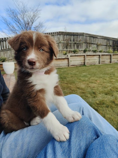 Brown border collie puppy
#puppy #bordercolliepuppy #cutepuppy #blueeyedpuppy Australian Border Collie Puppy, Brown Border Collie Puppy, Border Collie Puppies Brown, Australian Border Collie, Border Collie Lab Mix Puppy, Brown Border Collie, Blonde Border Collie, Golden Retriever Mix Border Collie, Brown And White Border Collie Puppy