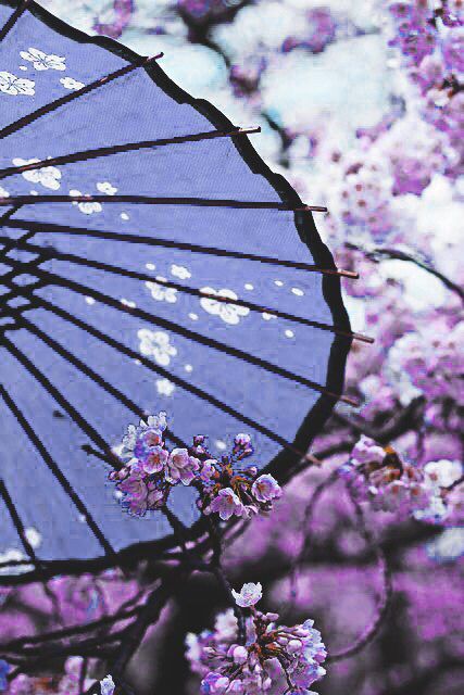 Japanese Umbrella Aesthetic, Purple Japan Aesthetic, Purple Japanese Aesthetic, Denji Aesthetic, Japan Scenery, Japanese Parasol, Japanese Umbrella, Asian Aesthetic, Japan Aesthetic