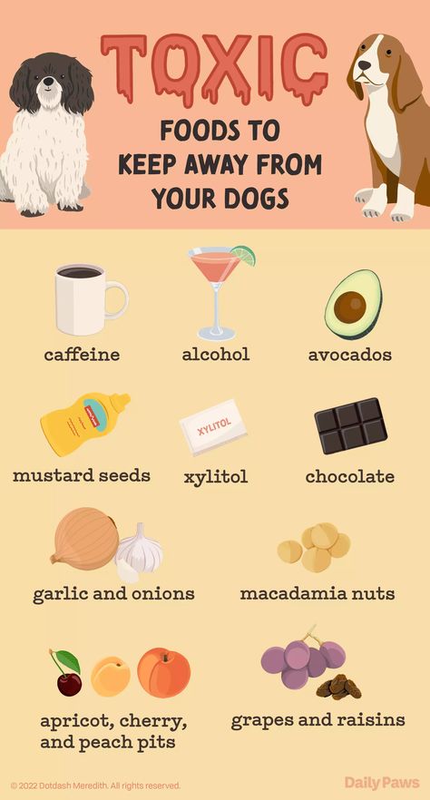 Toxic And Safe Foods For Dogs, Dog Halloween Outfits, Toxic Foods For Dogs, Foods For Dogs, Human Food For Dogs, Fruits For Dogs, Toxic To Dogs, Dog Instagram, Puppy Time