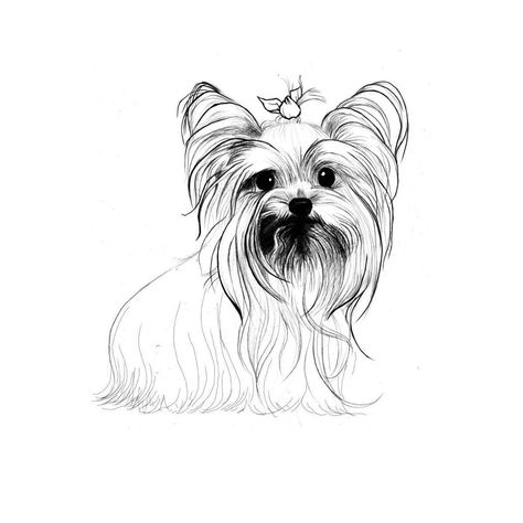 Yorkshire Terrier Coloring Pages Dog Breeds Picture Sketch Coloring Page Dog Breeds Pictures, Top Dog Breeds, Puppy Drawing, Silky Terrier, Teacup Yorkie, Yorkie Dogs, Yorkie Puppy, Lap Dogs, Poodle Puppy