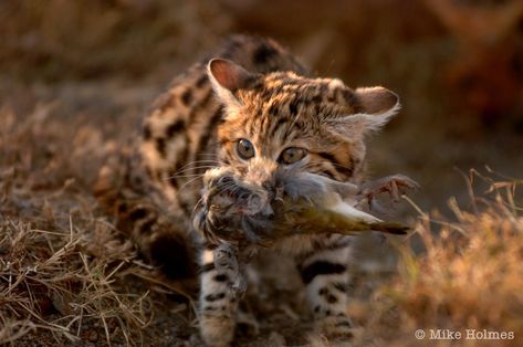 Black-Footed Cat Dangerous Cat, Black Footed Cat, Small Wild Cats, Sand Cat, Cat Reference, Cat Pose, Lazy Cat, Cat Family, Small Cat