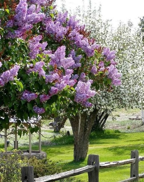 Flower Landscape, Life Is Beautiful, Lilac, How To Find Out, Trees, Plants, Flowers, Art, Nature