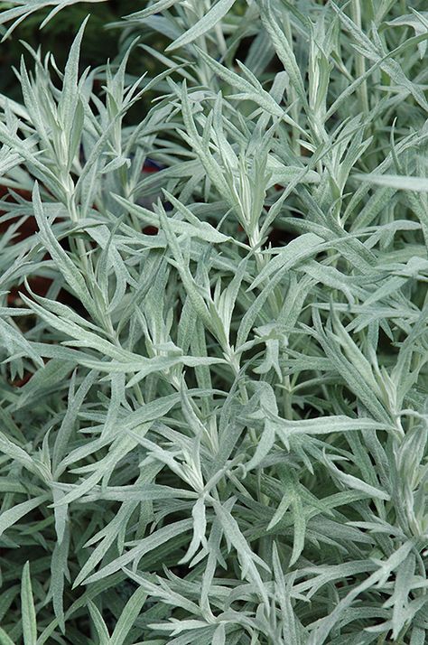 Artemisia ludoviciana 'Silver Queen' / Edelruit of Westerse bijvoet wintergroene vaste plant met mooi smalbladig zilvergrijs blad. Het blad is de belangrijkste sierwaarde van de plant . De bloei in juli- augustus (grijswitte bloempjes) is hieraan ondergeschikt. Voor volle zon. Hoogte ca. 75 cm. Regelmatig bijsnoeien houdt de plant mooi in model. Kan door de border gaan 'wandelen', in de gaten houden en evt. regelmatig delen. Artemisia Ludoviciana, Silver Plant, Low Water Gardening, Herbaceous Perennials, Woodland Garden, How To Grow Taller, White Gardens, Large Plants, Drought Tolerant