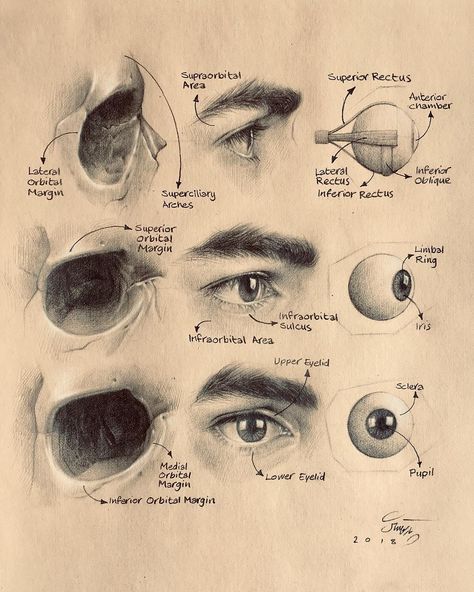 Eye Study, Head Anatomy, Eye Anatomy, 얼굴 그리기, Academic Art, Human Anatomy Art, Anatomy Sketches, Anatomy For Artists, Drawing Studies