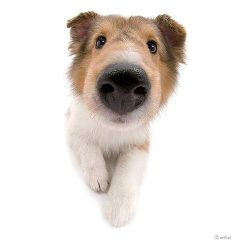 Animal Pfps, Silly Animal Pictures, Animal Close Up, Dog Artist, Goofy Dog, Dog Icon, Reaction Images, Silly Dogs, Shetland Sheepdog