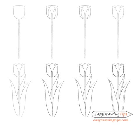 Tulip drawing step by step Drawing Tulips Step By Step, How To Draw Tulips Step By Step, Tulip Drawing Easy, Tulip Line Drawing, Basic Drawing For Beginners, Draw A Tulip, Flowers To Draw, Lamp Sunset, Drawing Easy Step By Step