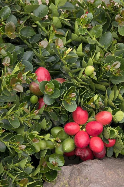 Natal Plum, Monrovia Plants, Balkon Decor, Garden Catalogs, Drought Tolerant Garden, Home Grown Vegetables, Plant Catalogs, Garden Veggies, Sustainable Garden