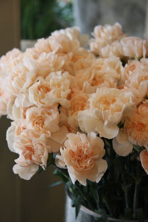 Pale Pink Carnations, Peach Carnation Bouquet, Pale Orange Flowers, Carnation Flower Aesthetic, Coral Carnations, Orange Carnation Flower, Blush Carnations, Peach Carnation, Peach Carnations